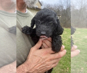 Poodle (Toy) Puppy for Sale in SPRINGFIELD, Tennessee USA