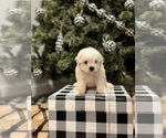 Small Photo #2 Bichon Frise Puppy For Sale in ELDERWOOD, CA, USA