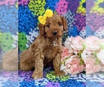 Small #5 Cock-A-Poo-Poodle (Toy) Mix