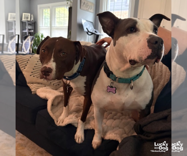 Medium Photo #9 Labrador Retriever-Unknown Mix Puppy For Sale in Washington, DC, USA