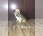 Small Photo #1 Shih Tzu Puppy For Sale in LAPEER, MI, USA