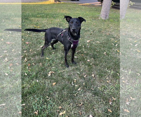 Medium Photo #3 Shepradors Puppy For Sale in Estherville, IA, USA