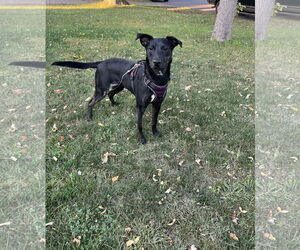 Aurora - Female Shepradors Dog for Adoption - Photo #3
