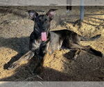 Small #1 German Shepherd Dog Mix
