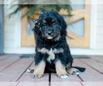 Small #2 Australian Retriever