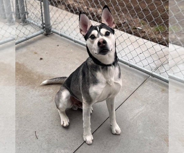 Medium Photo #8 Siberian Husky-Unknown Mix Puppy For Sale in Muskegon, MI, USA
