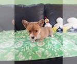Small #15 Pembroke Welsh Corgi