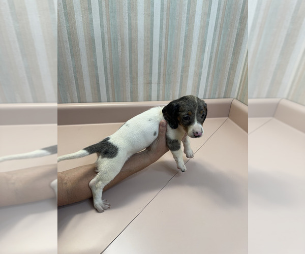 Medium Photo #1 Dachshund Puppy For Sale in TRENTON, TN, USA