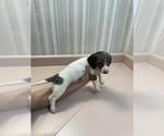 Small Photo #1 Dachshund Puppy For Sale in TRENTON, TN, USA