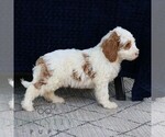 Small #2 Goldendoodle