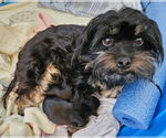 Small #8 Shih Tzu