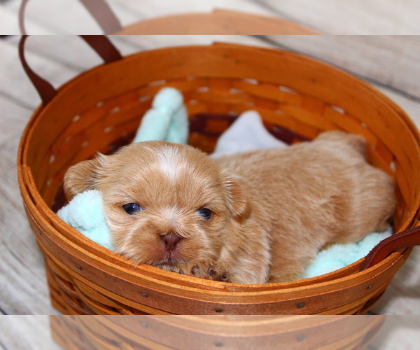 Medium Photo #1 Shih Tzu Puppy For Sale in FRAMINGHAM, MA, USA