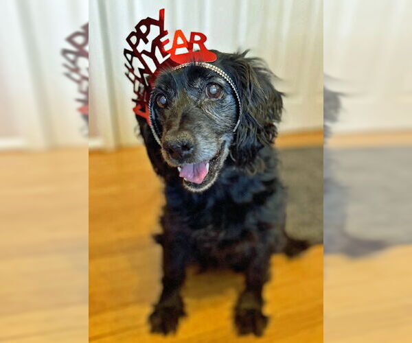 Medium Photo #4 Cocker Spaniel Puppy For Sale in Arlington, VA, USA