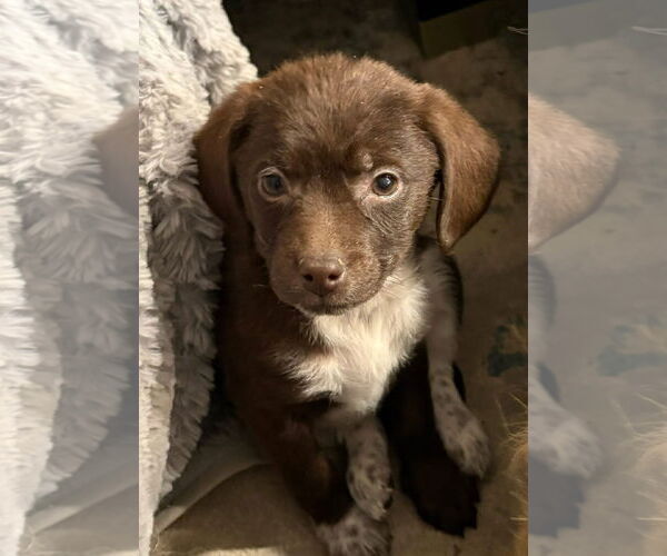 Medium Photo #2 Mutt Puppy For Sale in Germantown, OH, USA