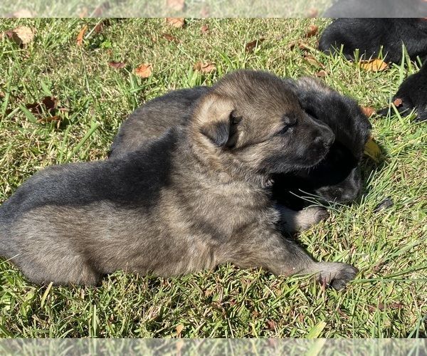 Medium Photo #6 German Shepherd Dog Puppy For Sale in TRAVELERS REST, SC, USA