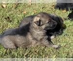 Small Photo #6 German Shepherd Dog Puppy For Sale in TRAVELERS REST, SC, USA