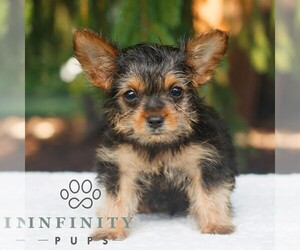 Yorkshire Terrier Puppy for sale in KINZERS, PA, USA