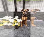 Small #7 Australian Shepherd Mix