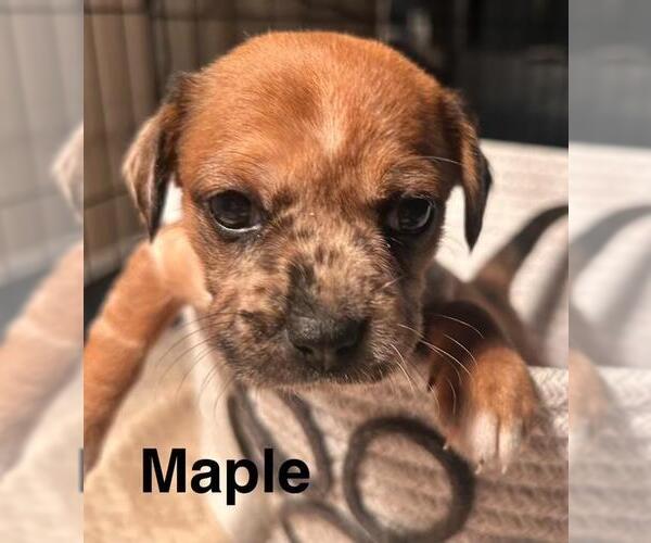 Medium Photo #5 Chiweenie Puppy For Sale in Los Angeles, CA, USA