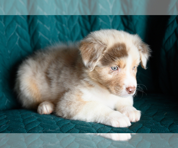 Medium Photo #3 Australian Shepherd Puppy For Sale in ROCKY MOUNT, VA, USA