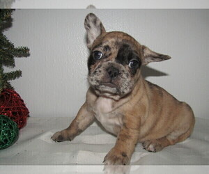 French Bulldog Puppy for sale in BUFFALO, NY, USA