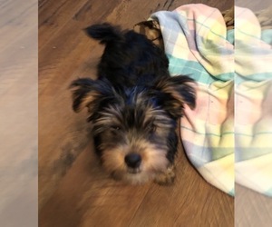 Yorkshire Terrier Puppy for sale in SEYMOUR, WI, USA