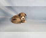 Small Photo #106 Bernedoodle (Miniature) Puppy For Sale in BLACK FOREST, CO, USA