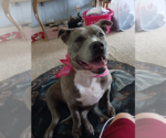 Small #12 American Staffordshire Terrier Mix