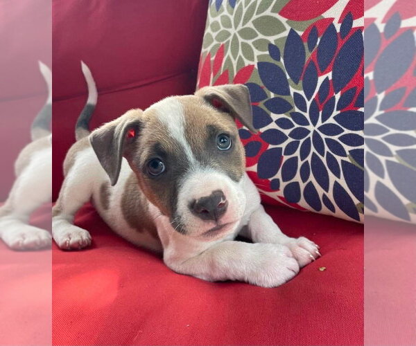 Medium Photo #2 Mutt Puppy For Sale in Wenonah, NJ, USA