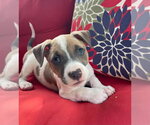 Small #1 Mutt