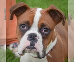 Small #5 Boxer