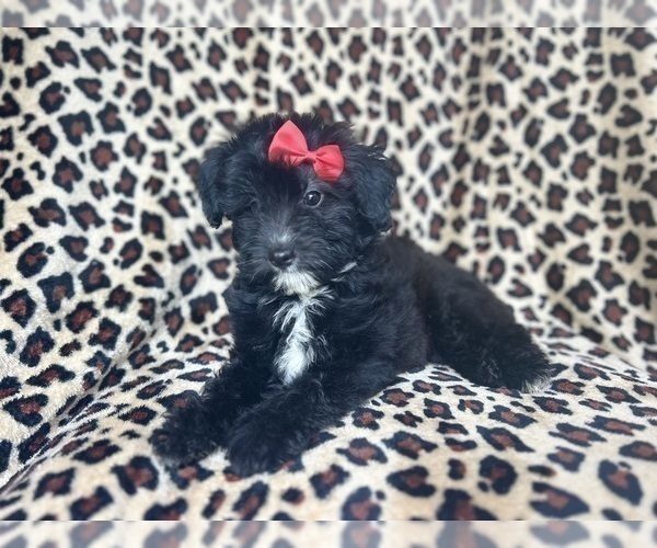Medium Photo #2 Aussiedoodle Miniature  Puppy For Sale in LAKELAND, FL, USA