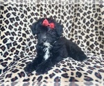 Small #1 Aussiedoodle Miniature 