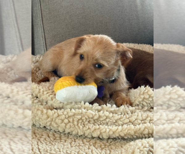 Medium Photo #2 Dachshund Puppy For Sale in Sioux Falls, SD, USA
