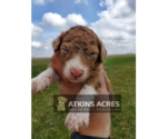 Small Photo #9 Aussie-Poo-Poodle (Standard) Mix Puppy For Sale in CHENOA, IL, USA