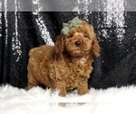 Puppy Heath AKC Poodle (Miniature)