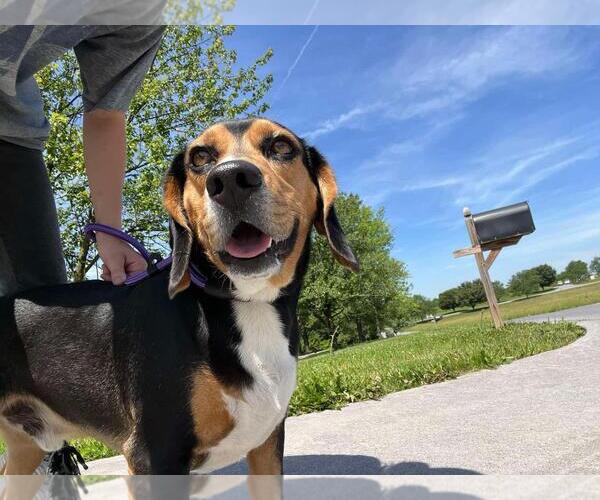 Medium Photo #2 Beagle-Unknown Mix Puppy For Sale in Front Royal, VA, USA