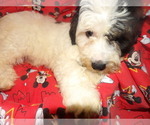 Small Photo #1 Bichpoo Puppy For Sale in PATERSON, NJ, USA