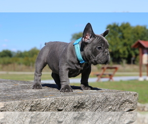 French Bulldog Puppy for sale in ERIAL, NJ, USA