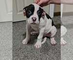 Small #2 American Bulldog