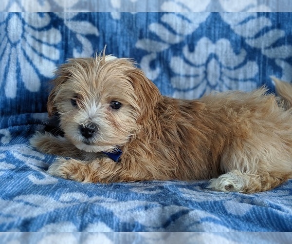 Medium Photo #4 ShihPoo Puppy For Sale in LANCASTER, PA, USA