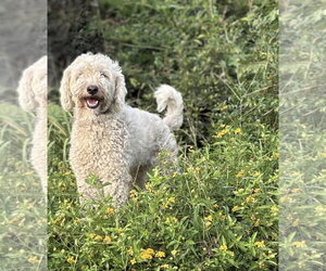 Goldendoodle (Miniature) Dogs for adoption in Holly Hill, SC, USA