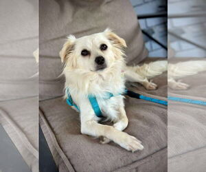 Chihuahua-Unknown Mix Dogs for adoption in Dallas, TX, USA