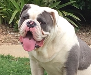 Father of the Bulldog puppies born on 06/22/2019