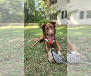 Australian Shepherd-Unknown Mix Dogs for adoption in Alexander, AR, USA