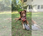 Waylon - Male Australian Shepherd-Unknown Mix Dog for Adoption - Small photo