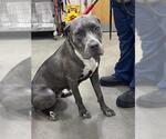 Small Mastiff