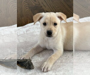 Shepradors Dogs for adoption in The Woodlands, TX, USA