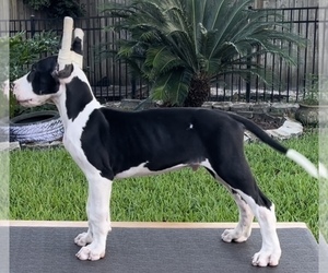Great Dane Puppy for sale in JACKSONVILLE, FL, USA