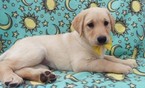 Small Photo #5 Labrador Retriever Puppy For Sale in EDEN, PA, USA